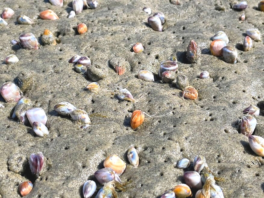 Clams On The Beach