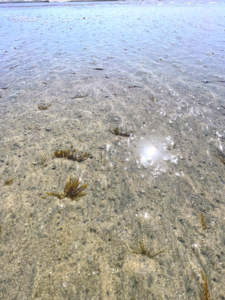 hydroids oceanside harbor beach shallow tide
