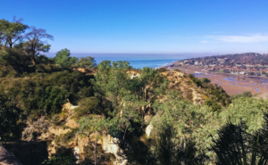 Torrey Pines Natural Preserve Trees bluff ocean