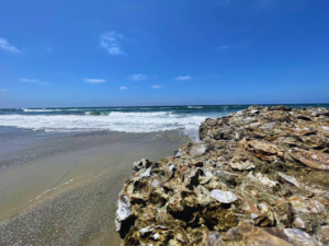 oyster shells del mar formation san diego