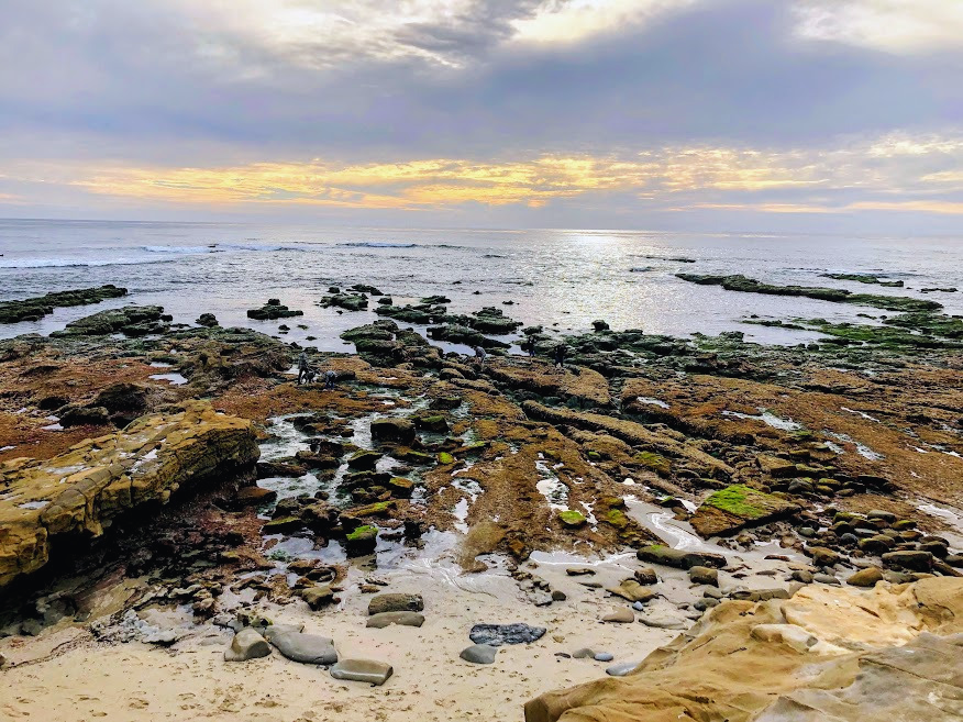 camino tidepools bird rock la jolla