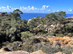 torrey pine trees ocean 2022 year in review