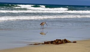 bird reflection long billed curlew solana beach