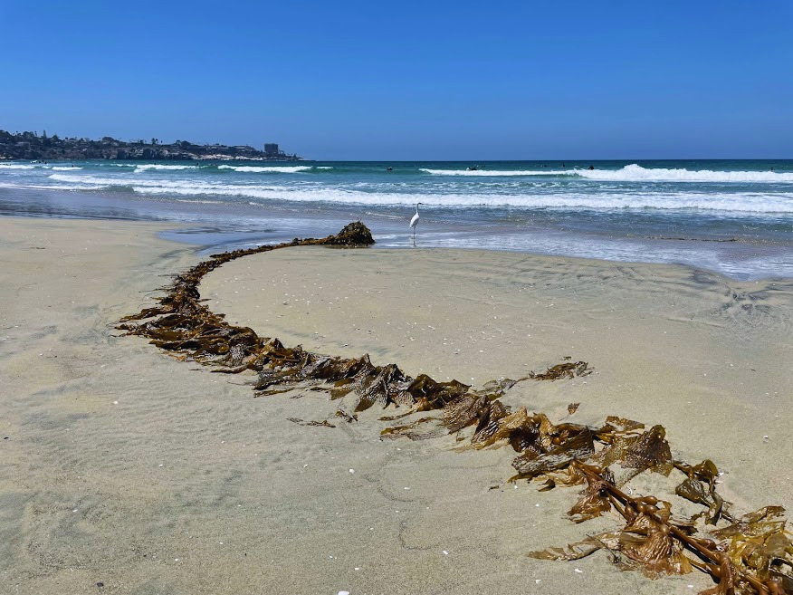 kelp bird sand ocean la jolla shores beach