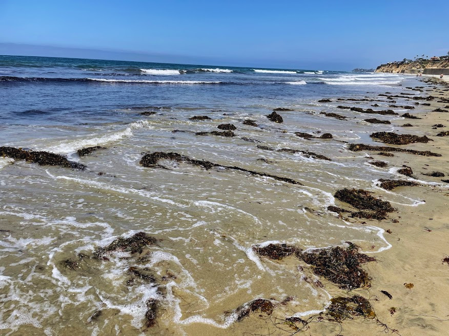 seaweed brown kelp solana beach