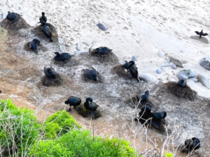 Cormorant nests la jolla bluffs san diego