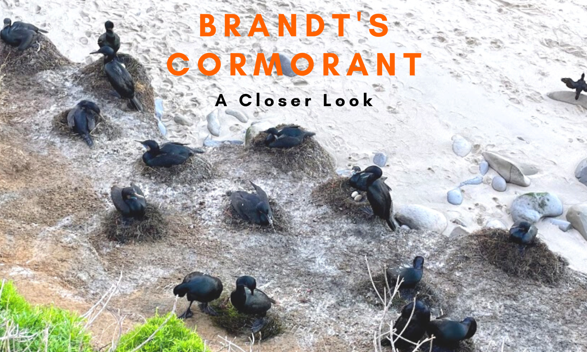 Brandt's Cormorant featured image