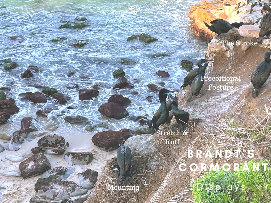 Brandts cormorant displays la jolla cove
