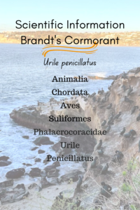 Brandt's Cormorant scientific info breakdown