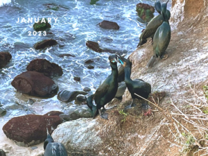 Breeding adults jan black birds cliff ocean