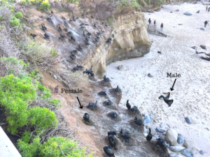 flying bird jan la jolla brandts cormorants nests