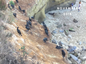 November 2018 Brandts cormorants la jolla cove