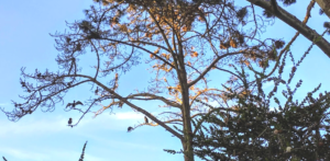 double crested cormorants torrey pine tree la jolla